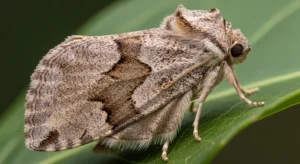 what to do if you keep seeing a moth