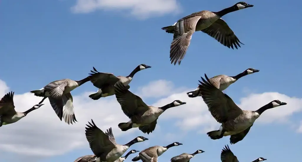 spiritual meaning of a flock of geese flying over you