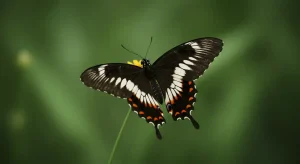 black orange and white butterfly spiritual meaning