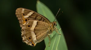 brown butterfly meaning