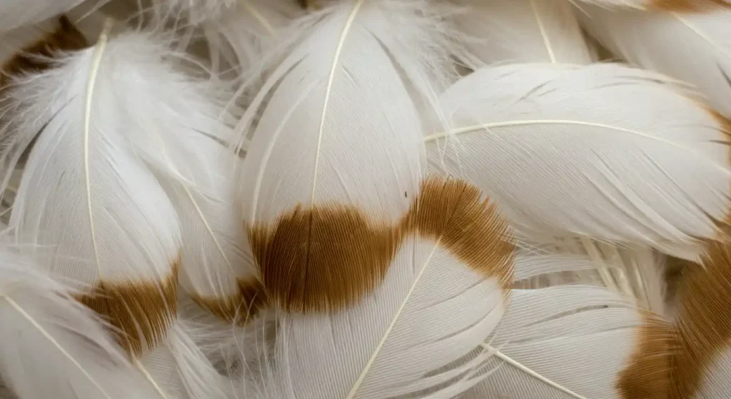 brown striped feather meaning