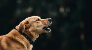 dogs barking at night spiritual meaning