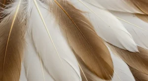 white and brown feather meanings