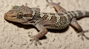 is seeing a lizard a good or bad omen