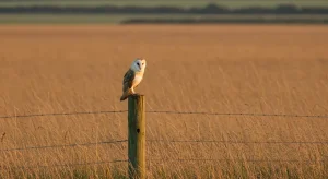 owl spiritual meaning symbolism and owl spirit animal