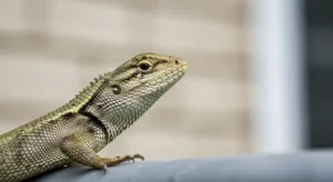 spiritual meaning of lizard crossing your path