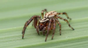 baby spider spiritual meaning what we explored