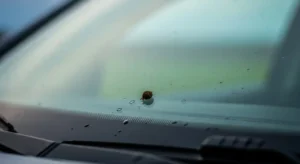 bird poop on car in cultures, mythologies, and folklores