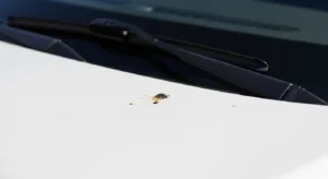 bird pooping on car spiritual meaning