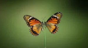 cultural interpretations of two butterflies flying together