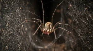 daddy long legs spiritual meaning and symbolism