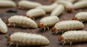 life lessons and messages from maggots