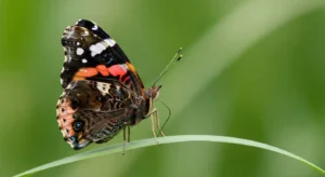 red admiral butterfly meaning