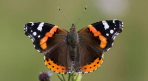red admiral butterfly as a messenger or omen