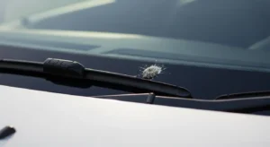 spiritual meaning of bird poop on car good luck and purification