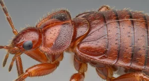 spiritual and religious interpretations of bed bug dreams