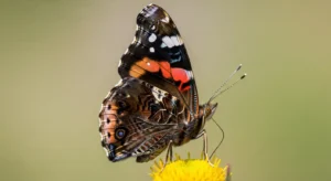 symbolism of the red admiral in different cultures