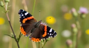 the meaning of the color red in butterfly symbolism