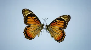two butterflies flying together spiritual meaning twin flame
