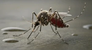 mosquito spirit animal