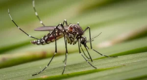 mosquito spiritual meaning