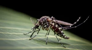 mosquito totem animal