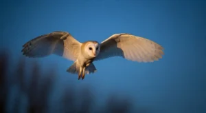 owl flying in front of you meaning spiritual