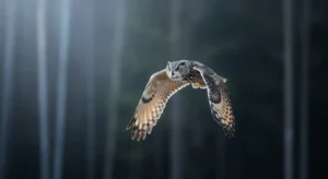 the cultural meaning and symbolism of an owl