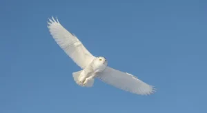 what does it mean when an owl appears in front of you